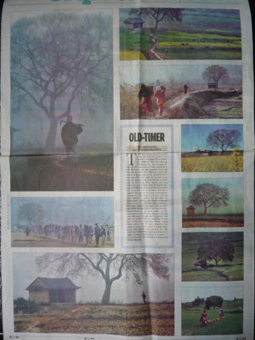 Khokanaの大きな木３