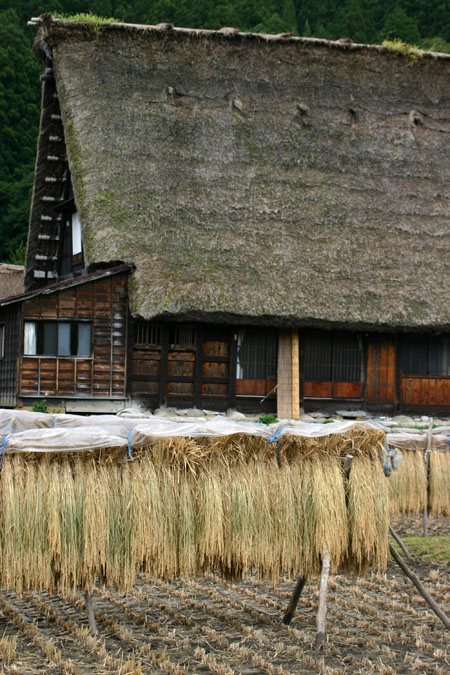 ☆秋の陽を浴びた稲架〜2