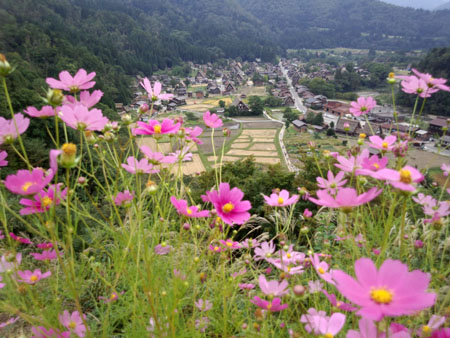 コスモスが美しく揺れる秋の白川郷 〜１