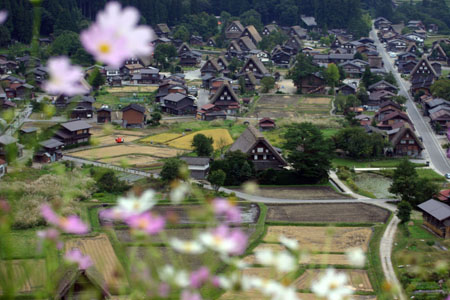 コスモスが美しく揺れる秋の白川郷 〜２
