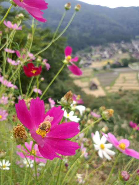 コスモスが美しく揺れる秋の白川郷 〜３