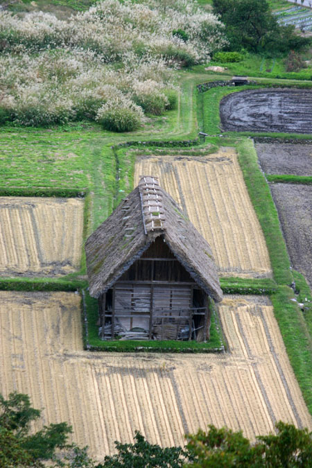 コスモスが美しく揺れる秋の白川郷 〜４