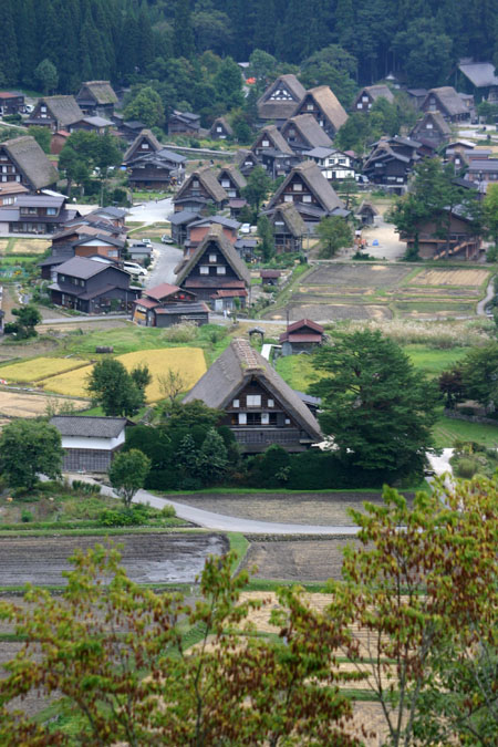コスモスが美しく揺れる秋の白川郷 〜５