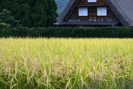 コスモスが美しく揺れる秋の白川郷 〜６