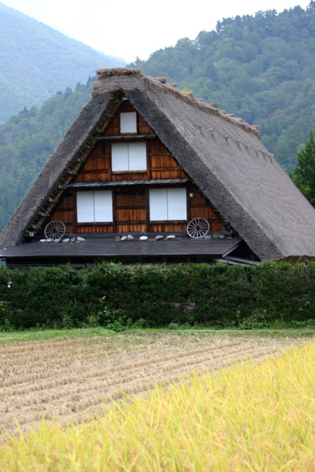 コスモスが美しく揺れる秋の白川郷 〜８