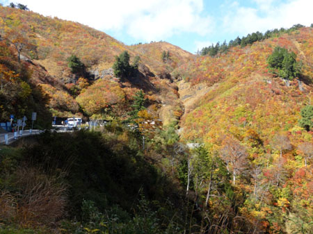 白山スーパー林道では、紅葉が見頃１