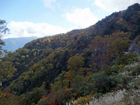 白山スーパー林道では、紅葉が見頃３