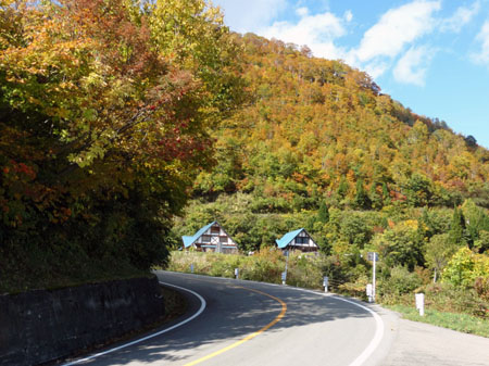 白山スーパー林道では、紅葉が見頃４