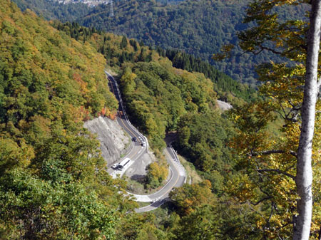 白山スーパー林道では、紅葉が見頃５