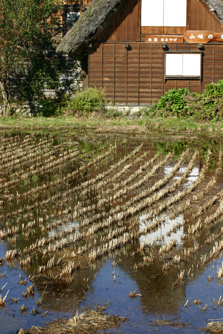 彩り鮮やか白川郷合掌造りの秋を満喫６