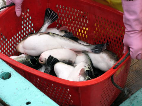 あのりふぐ水揚げ