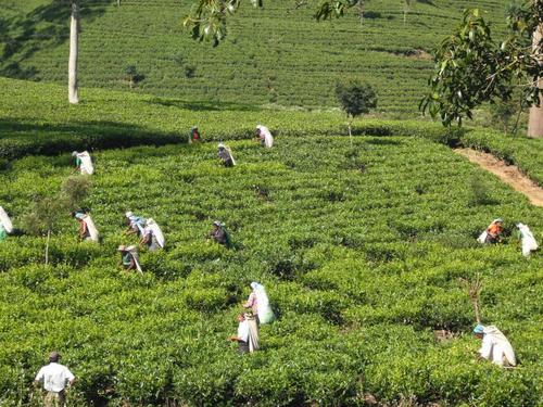 ヌワラエリヤの茶畑と茶摘の女性たち