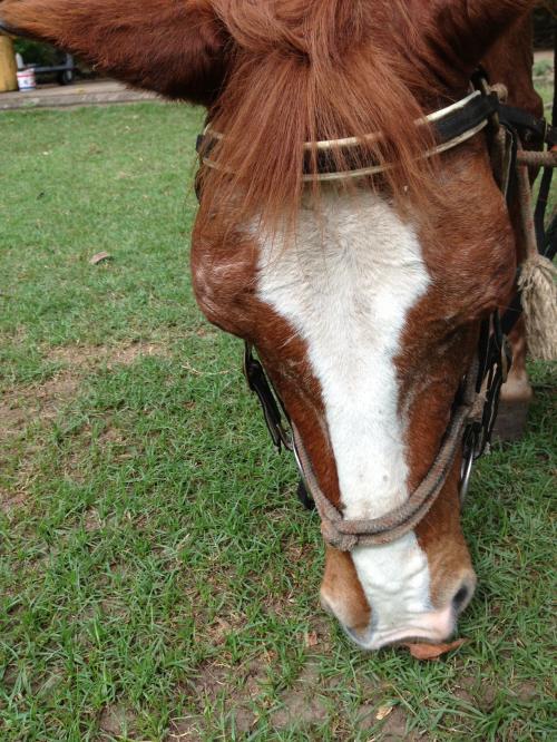 乗馬体験 ｉｎムンジャンガン