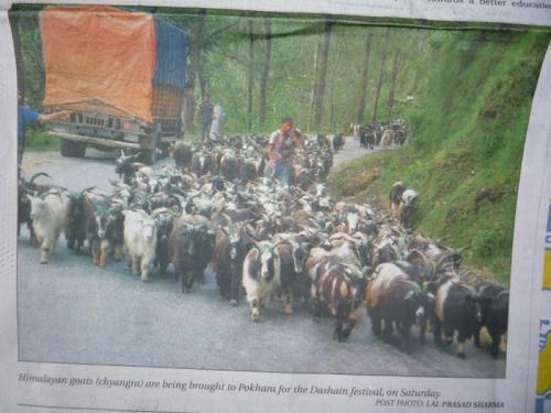 2013年ダサイン２