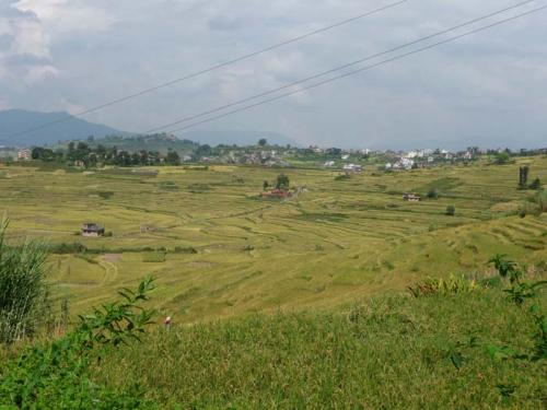 コカナの秋１１