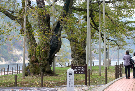 荘川桜 (御母衣ダム)2
