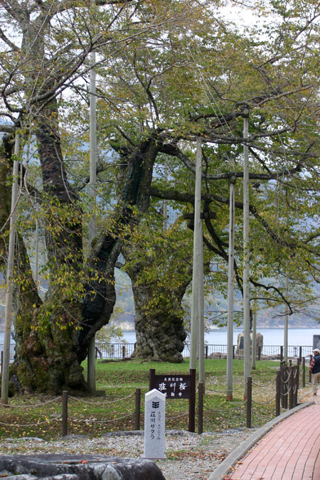 荘川桜 （御母衣ダム）３