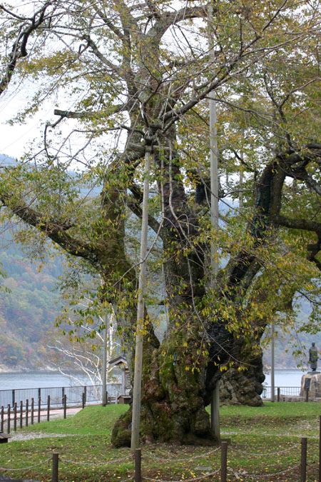 荘川桜 （御母衣ダム）９