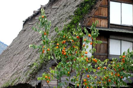 ★秋の紅葉佳境を迎える 〜６