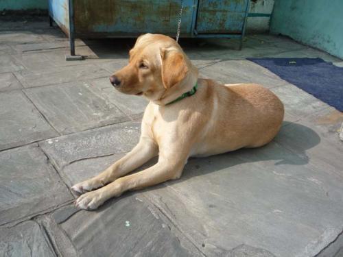 2013年ククル・ティハール1