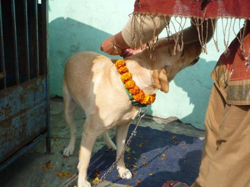 2013年ククル・ティハール3