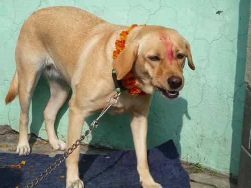 2013年ククル・ティハール4