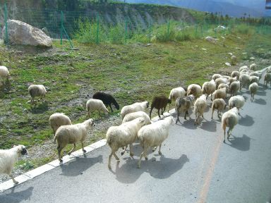 羊の群れ.jpg