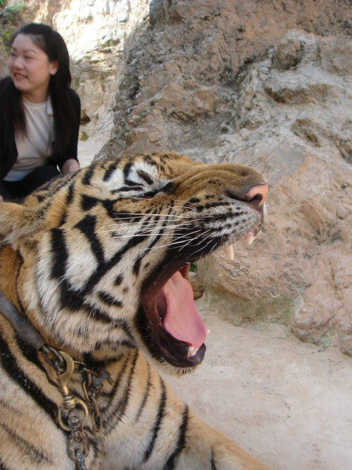 タイガーテンプル