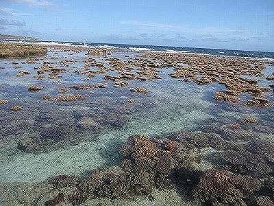 珊瑚2