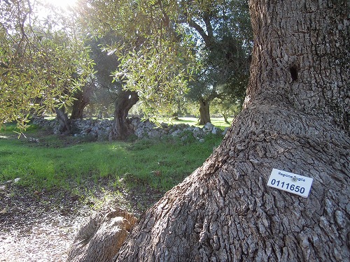 認識票の付いたオリーブの木