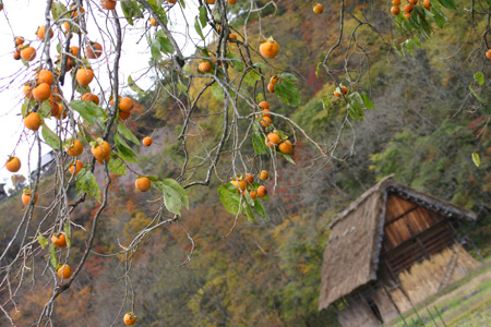 冬を迎える前に 美しく色づく白川郷の紅葉