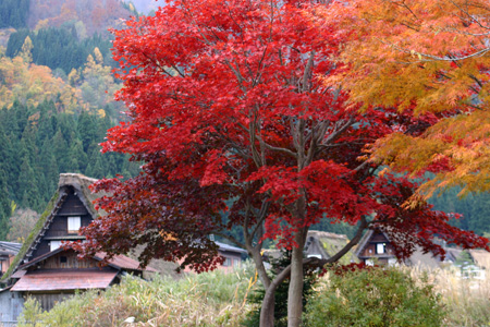 冬を迎える前に 美しく色づく白川郷の紅葉