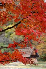 ☆白川郷の山里はいよいよ紅葉