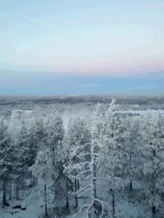 済んだ空気と美しい雪化粧の森