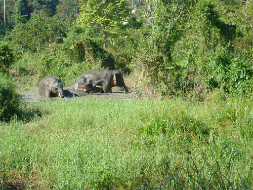コタキナバル タビン ピグミー象