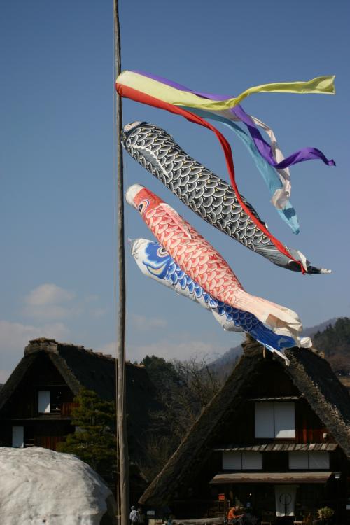 白川郷いよいよ桜の季節が到来!5