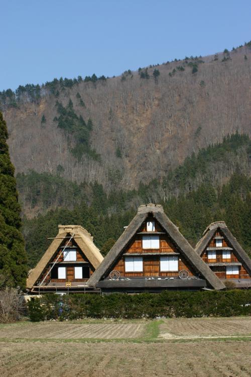 白川郷いよいよ桜の季節が到来!8