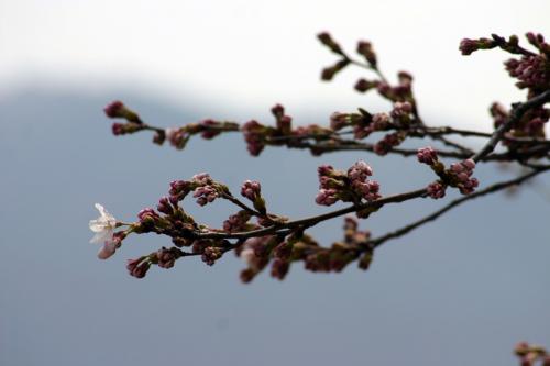 世界遺産白川郷荻町合掌集落〜桜開花〜1