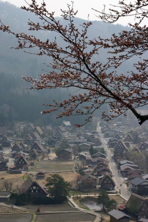 世界遺産白川郷荻町合掌集落〜桜開花〜2