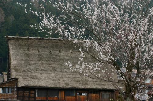 世界遺産白川郷荻町合掌集落〜桜開花〜5