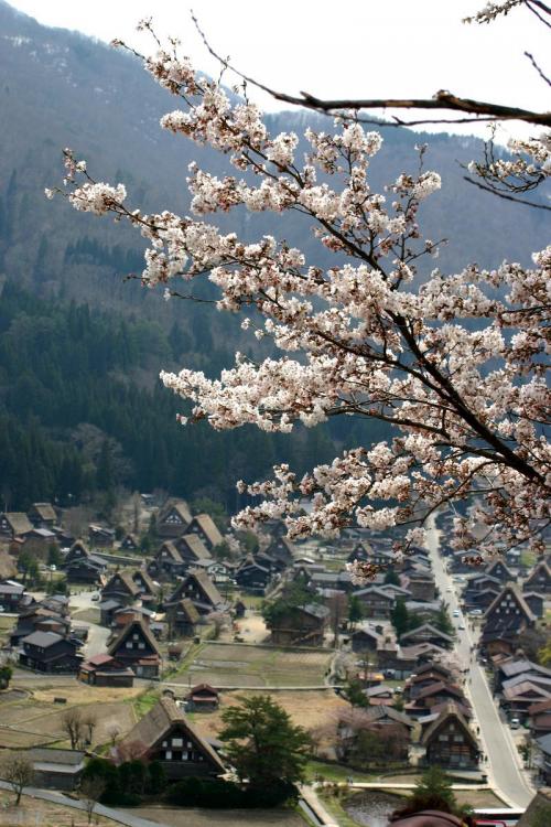 世界遺産 白川郷 〜とれたて桜 1