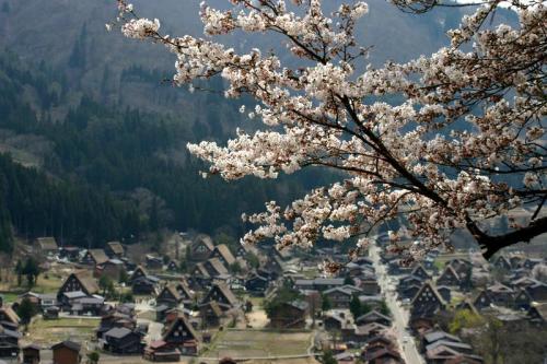 世界遺産 白川郷 〜とれたて桜 3