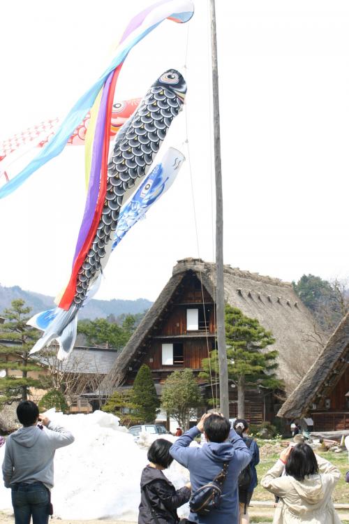 世界遺産 白川郷 〜とれたて桜 4