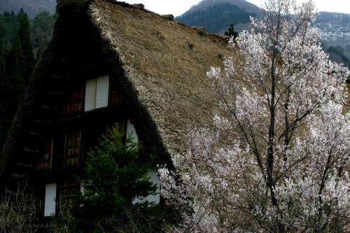 世界遺産 白川郷 〜とれたて桜 6