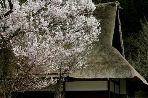 世界遺産 白川郷 〜とれたて桜 7
