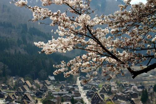 今年お花見できなかった方〜1