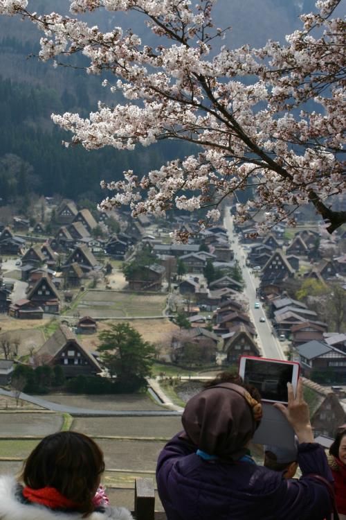 今年お花見できなかった方〜2