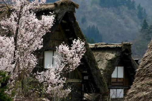 今年お花見できなかった方〜5