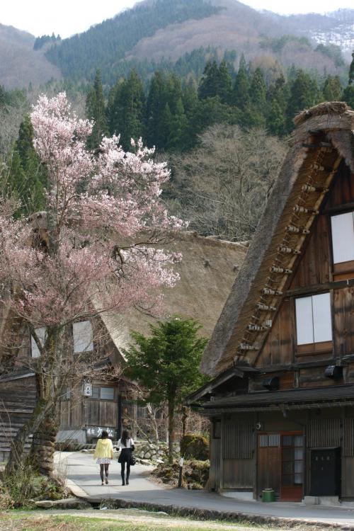 今年お花見できなかった方〜6