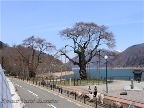 「荘川桜」開花情報 1